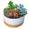 6.2 Inch Modern Decorative Garden Flower Pot Ceramic Pots for Succulent Cactus Plants Pot with Drainage Bamboo Tray