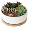 6.2 Inch Modern Decorative Garden Flower Pot Ceramic Pots for Succulent Cactus Plants Pot with Drainage Bamboo Tray